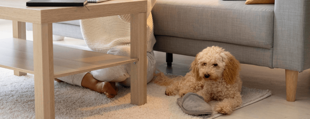 Additional Considerations for Pet-Friendly House Cleaning